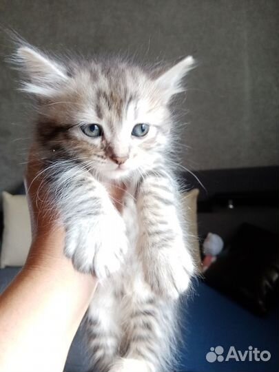 Отдам в добрые руки котята