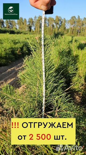 Саженцы ели окс