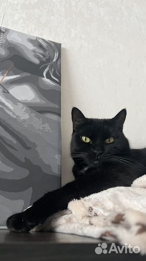 Кошка отдам в хорошие руки