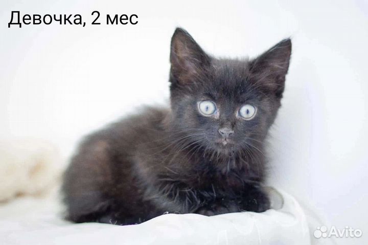 Карапузики