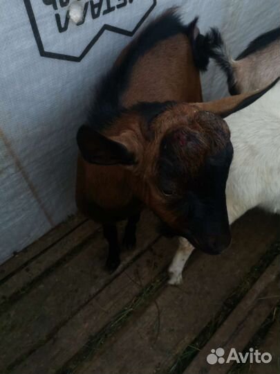 Чешский козел