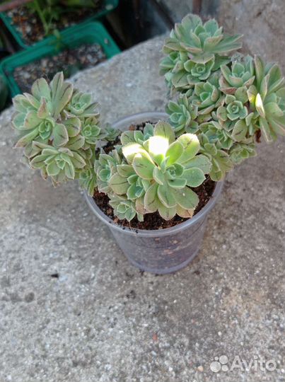 Эониум разные виды