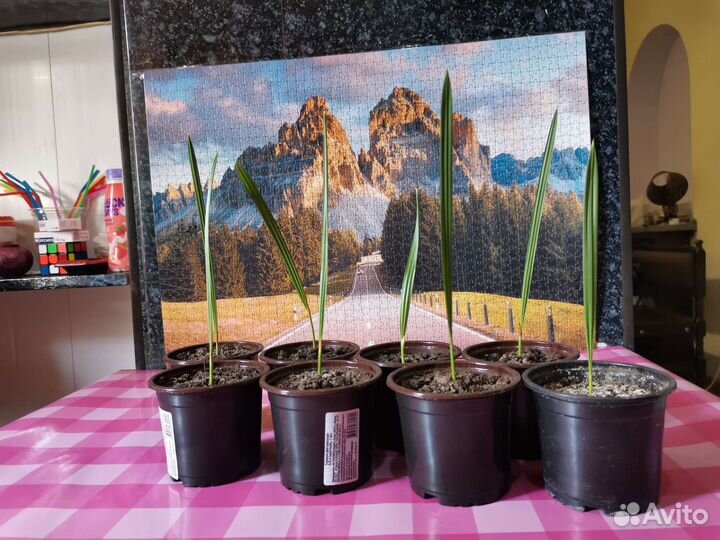 Фикусы и финиковые пальмы