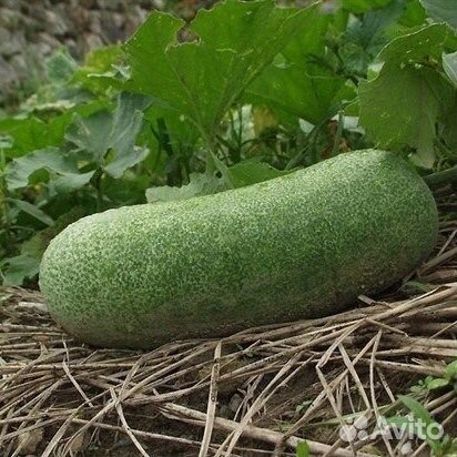 Тыква, разные сорта, семена