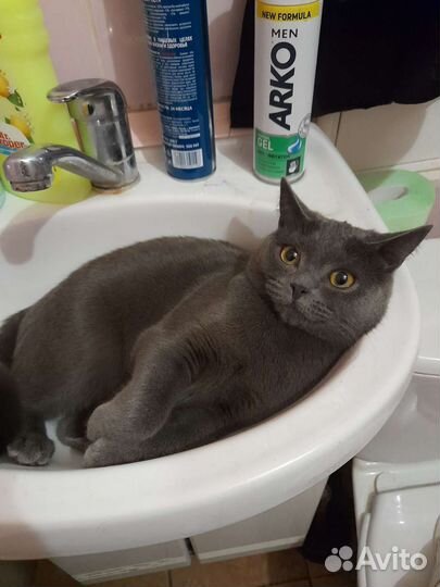 Отдам кошку