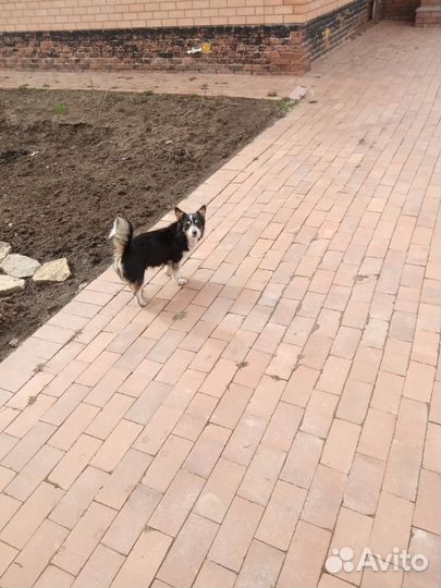 Щенки маленьких пород