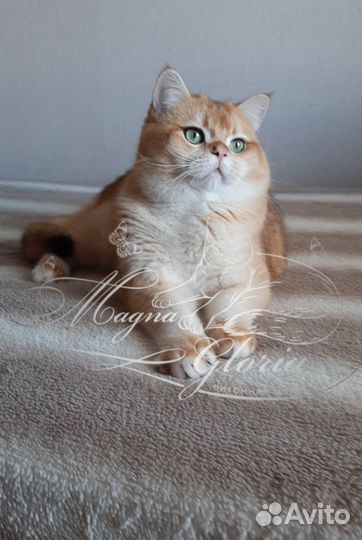 Вязка кот