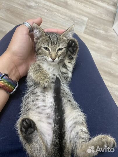Котенок в добрые руки