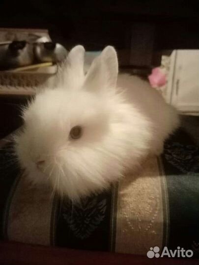 Кролики белые малыши