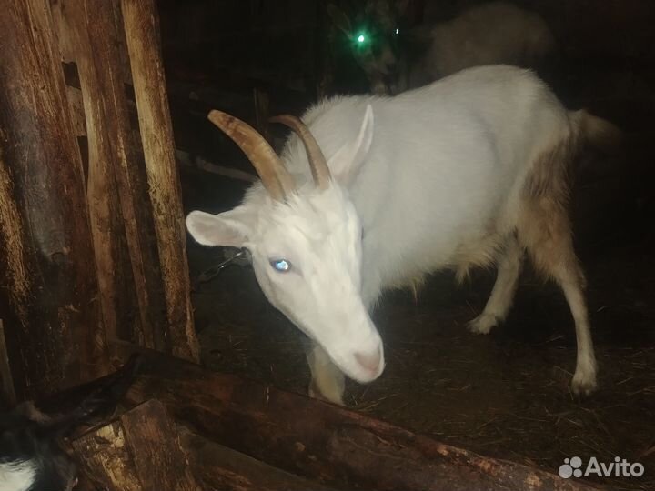 Козы молодые