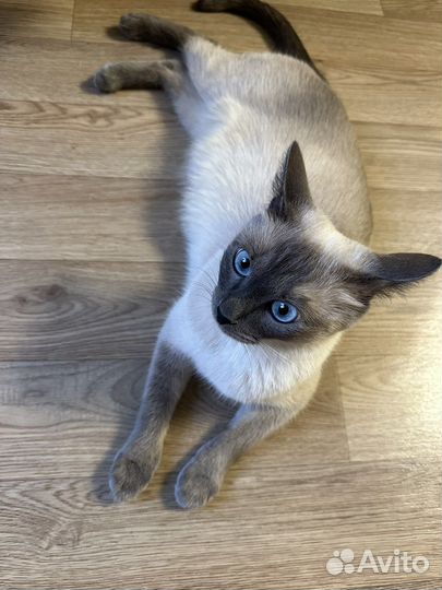 Тайские котята 2 мес