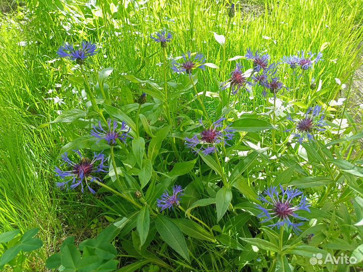 Многолетники