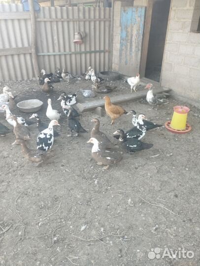 Продам индоуток