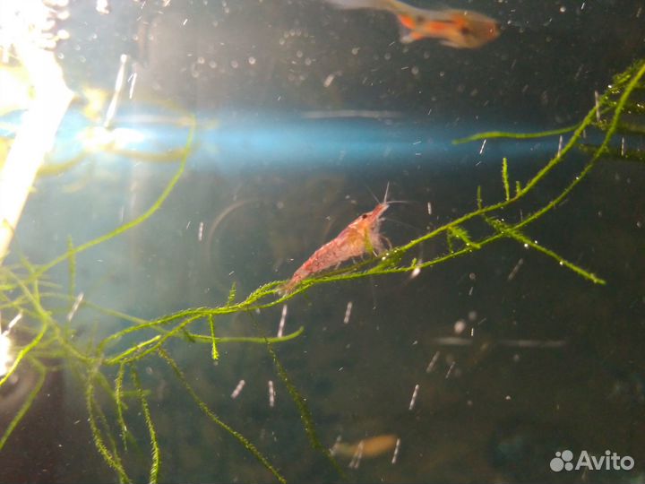 Креветки вишня + водные растения