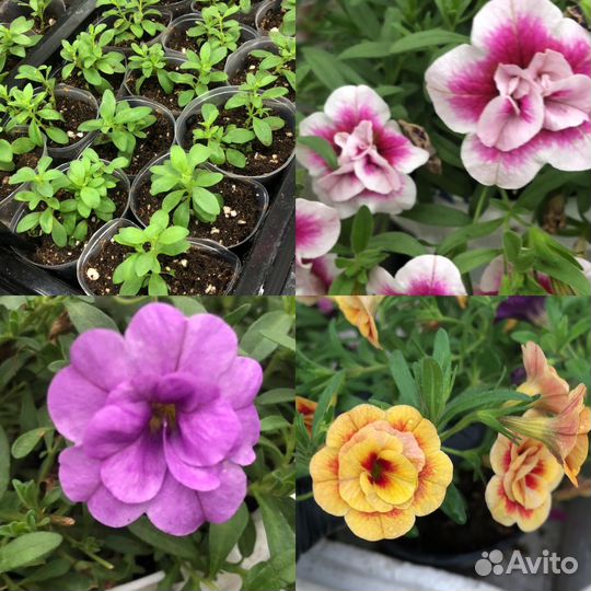 Калибрахоа рассада