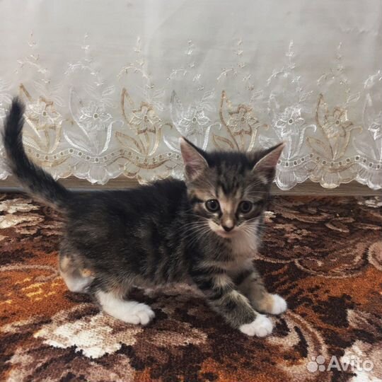 Малыши ищут любящих хозяев