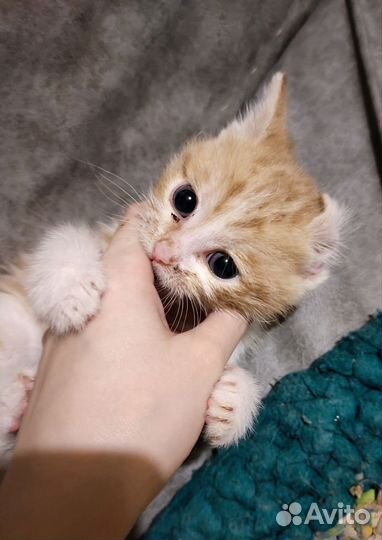 Солнечный мальчик ищет дом