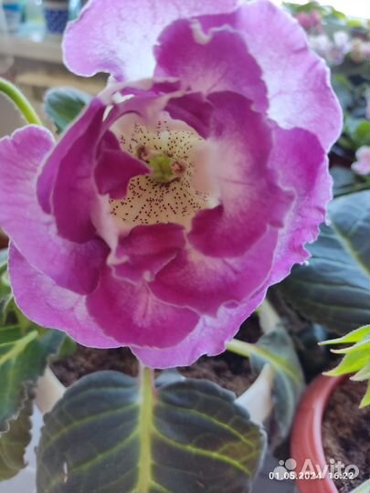 Цветущая клубневая глоксиния