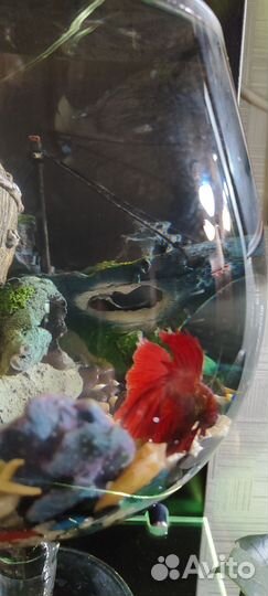 Аквариумные рыбки петушок