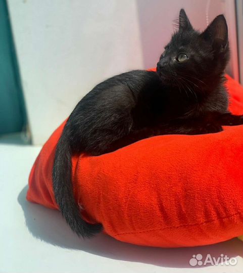 Черный котенок в добрые руки