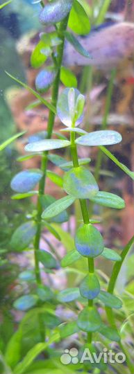 Роголистник, Валеснерия, Мох, Меченосцы