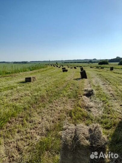 Сено в тюках