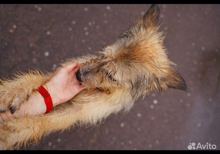 Собака в добрые руки