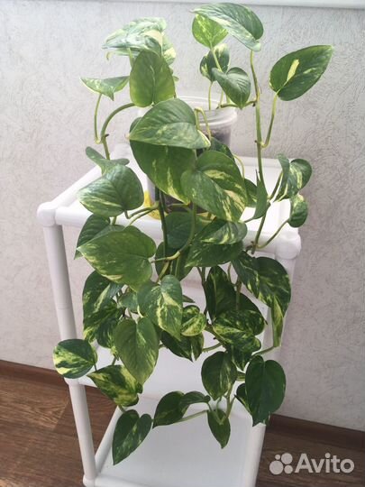 Эпипремнум ауреум золотистый