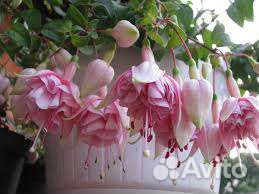 Фуксия Natasha Sinton