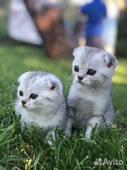 Шотландская вислоухая