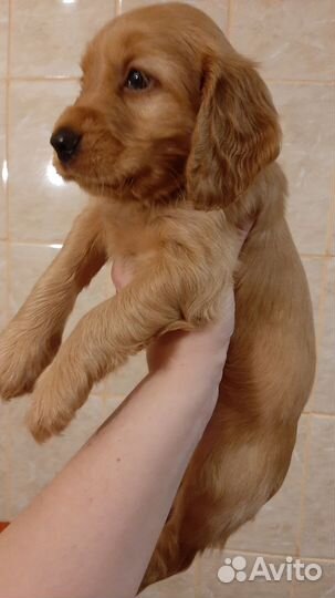 Щенок английский кокер спаниель