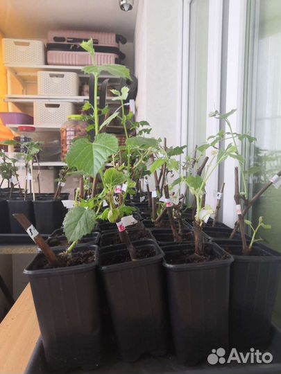 Пророщенные саженцы Винограда в Калуге