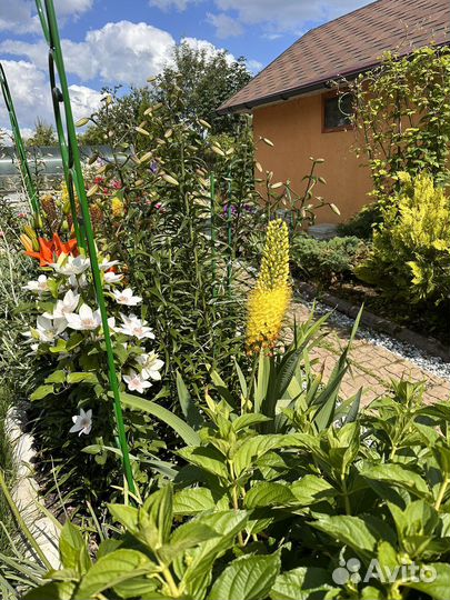 Эремурус желтый