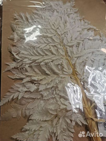 Папоротник стабилизированный