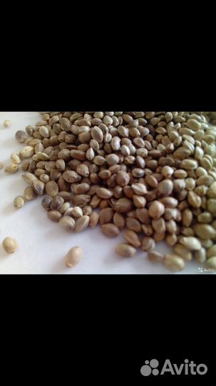 Семена конопли (не наркотической)