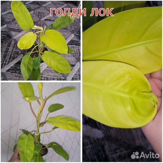 Филодендроны взрослые