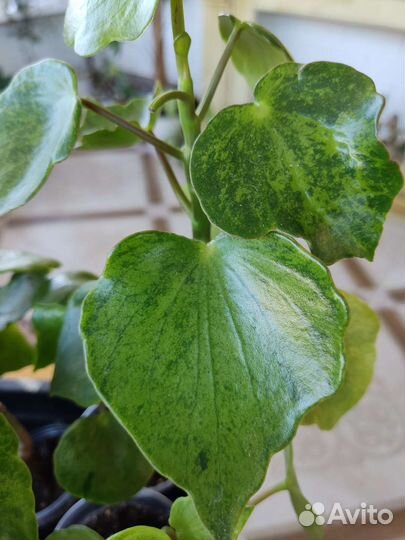 Пиперомия Полиботрия Рейндроп. Гибрид. Вариегата