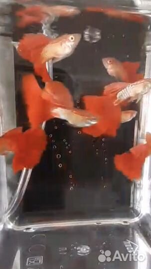 Гуппи чистая линия 8 видов