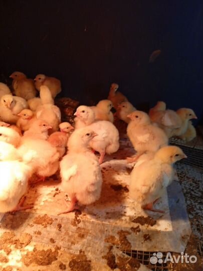Цыпленок несушки и бройлер