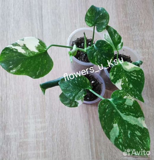 Сингониум orm tong var