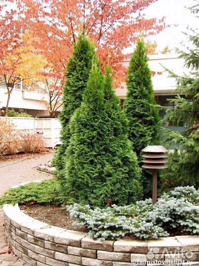 Туи премиум