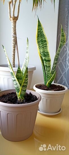 Сансевиерия (тещин язык)