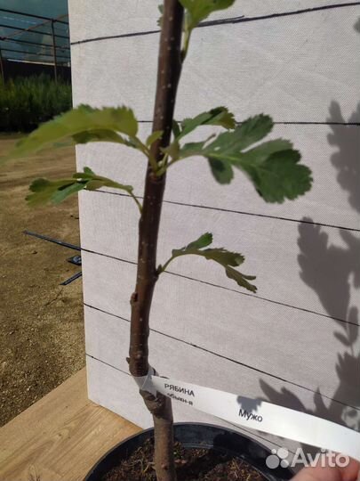 Рябина декоративная