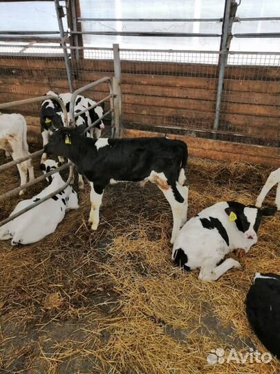 Телята на откорм