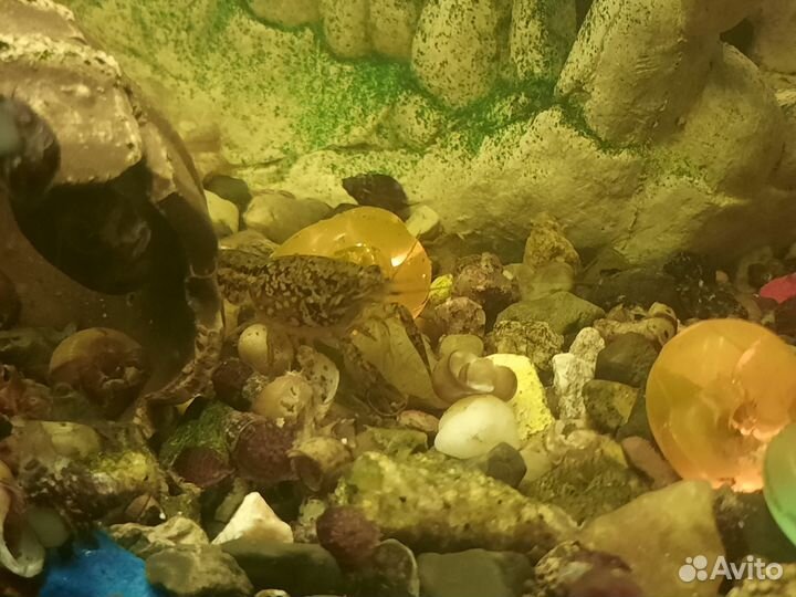 Маленький раки