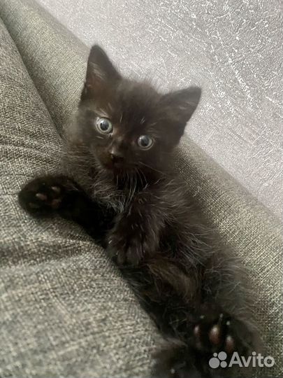 Котята в добрые руки бесплатно мальчик