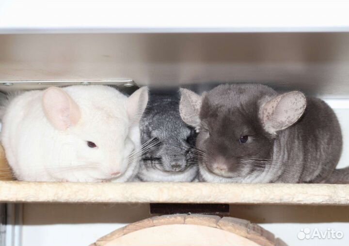 Шиншилла девочка