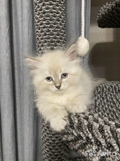 Сибирские котята питомник