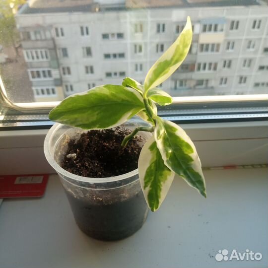 Домашние цветы
