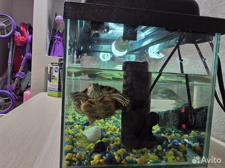 Красноухие черепахи